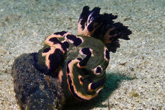 Image of Nembrotha rosannulata Pola, Cervera & Gosliner 2008