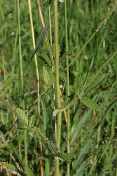 Слика од Poterium hybridum L.