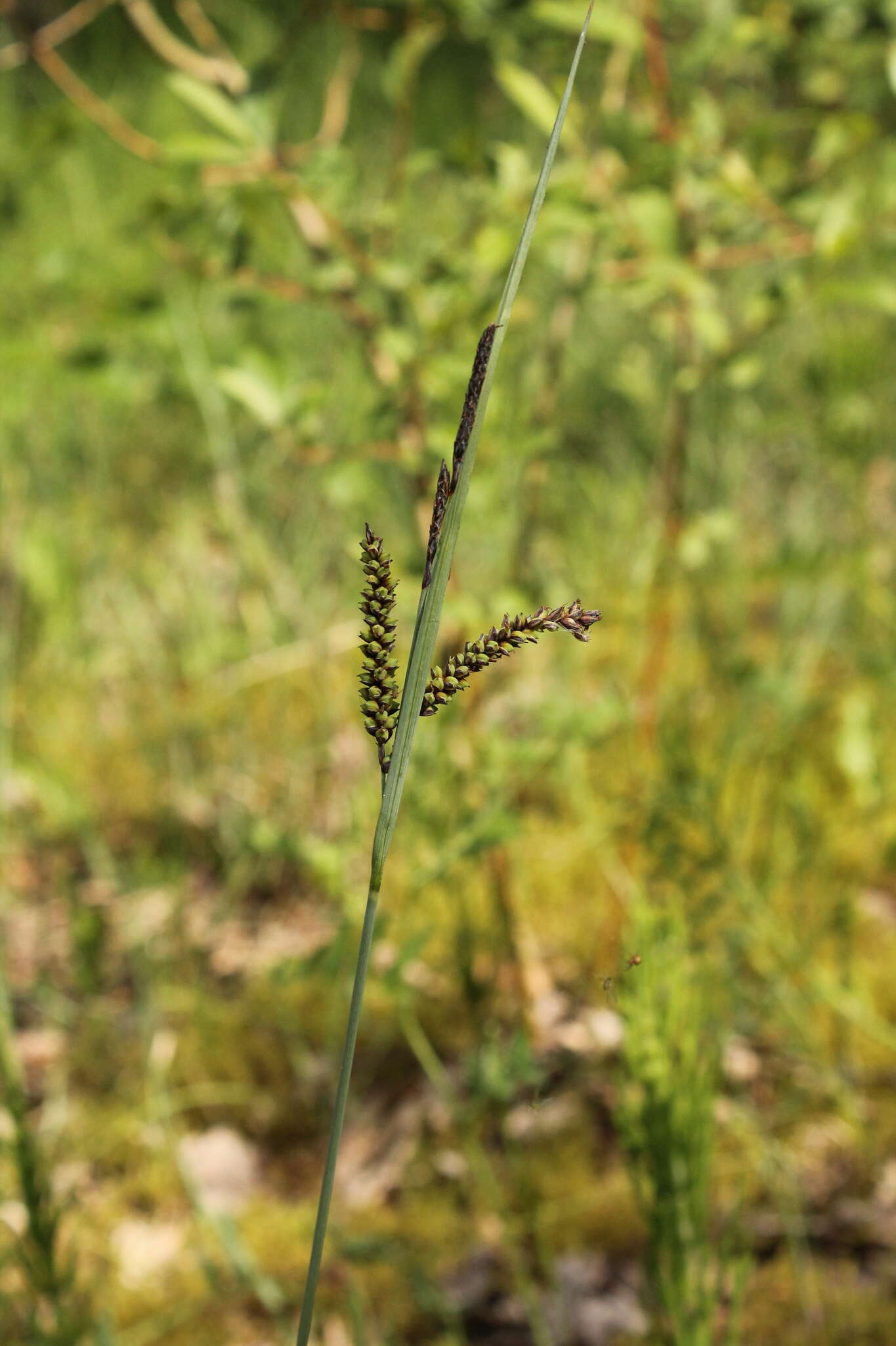 Image of glaucous sedge