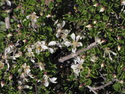 Image of Roepera leptopetala (Sond.) Beier & Thulin