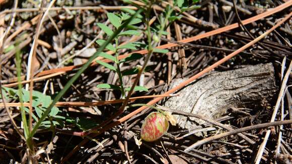 Imagem de Astragalus subcinereus A. Gray