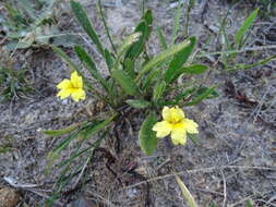 Imagem de Goodenia geniculata R. Br.