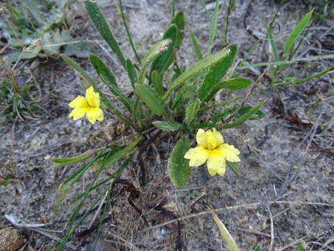 Image of Goodenia geniculata R. Br.