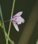 Image of Arthropodium milleflorum (Redouté) J. F. Macbr.