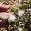 Sivun Senecio acutifolius DC. kuva