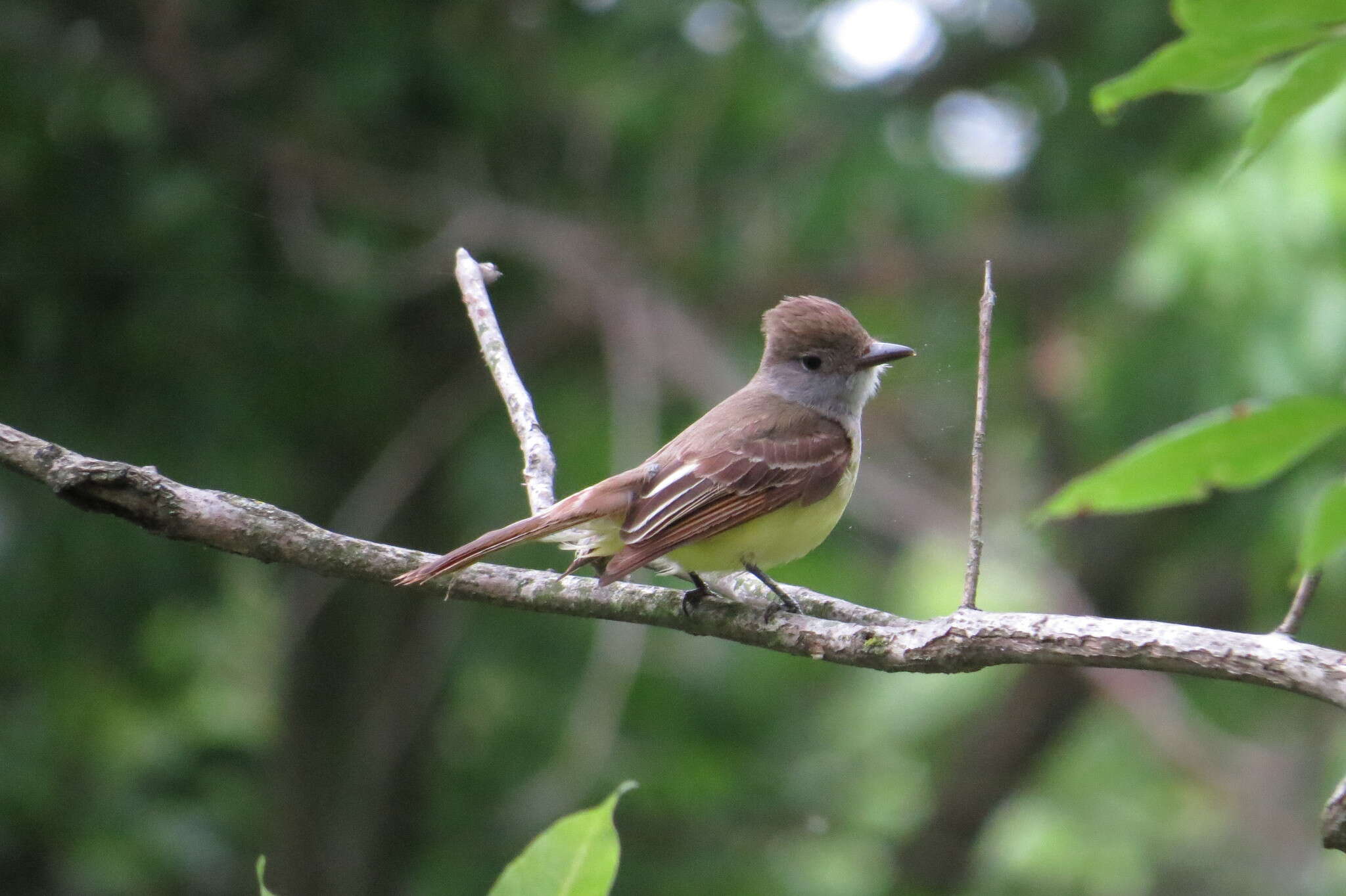 Image of Great Crested Flycatcher