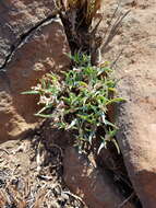 Image of Euphorbia pseudotuberosa Pax