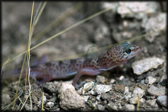 Image of Genetzter Krallengecko