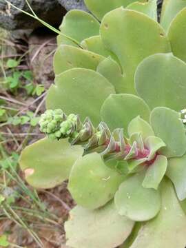 Image of Aeonium canariense subsp. virgineum (Webb) Bañares