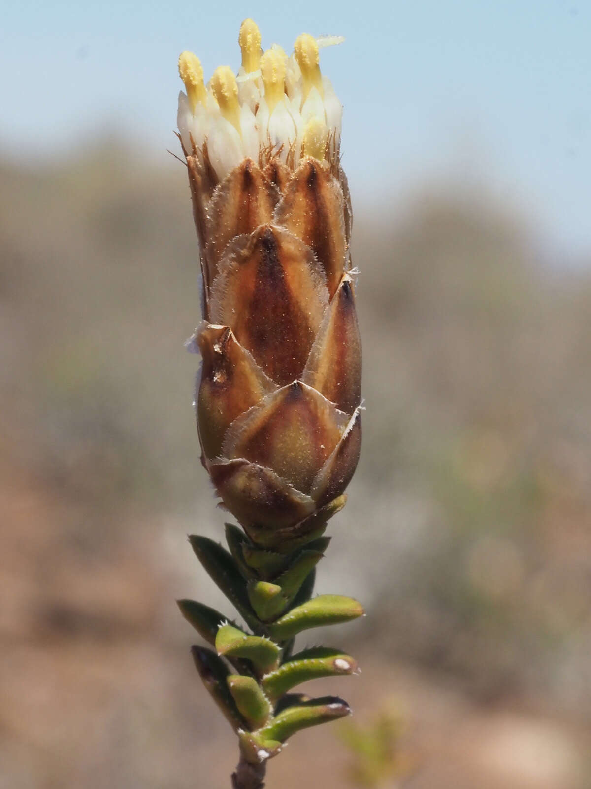 Image of Pteronia hutchinsoniana Compton