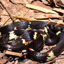 Image of Worontzow's Spotted Night Snake