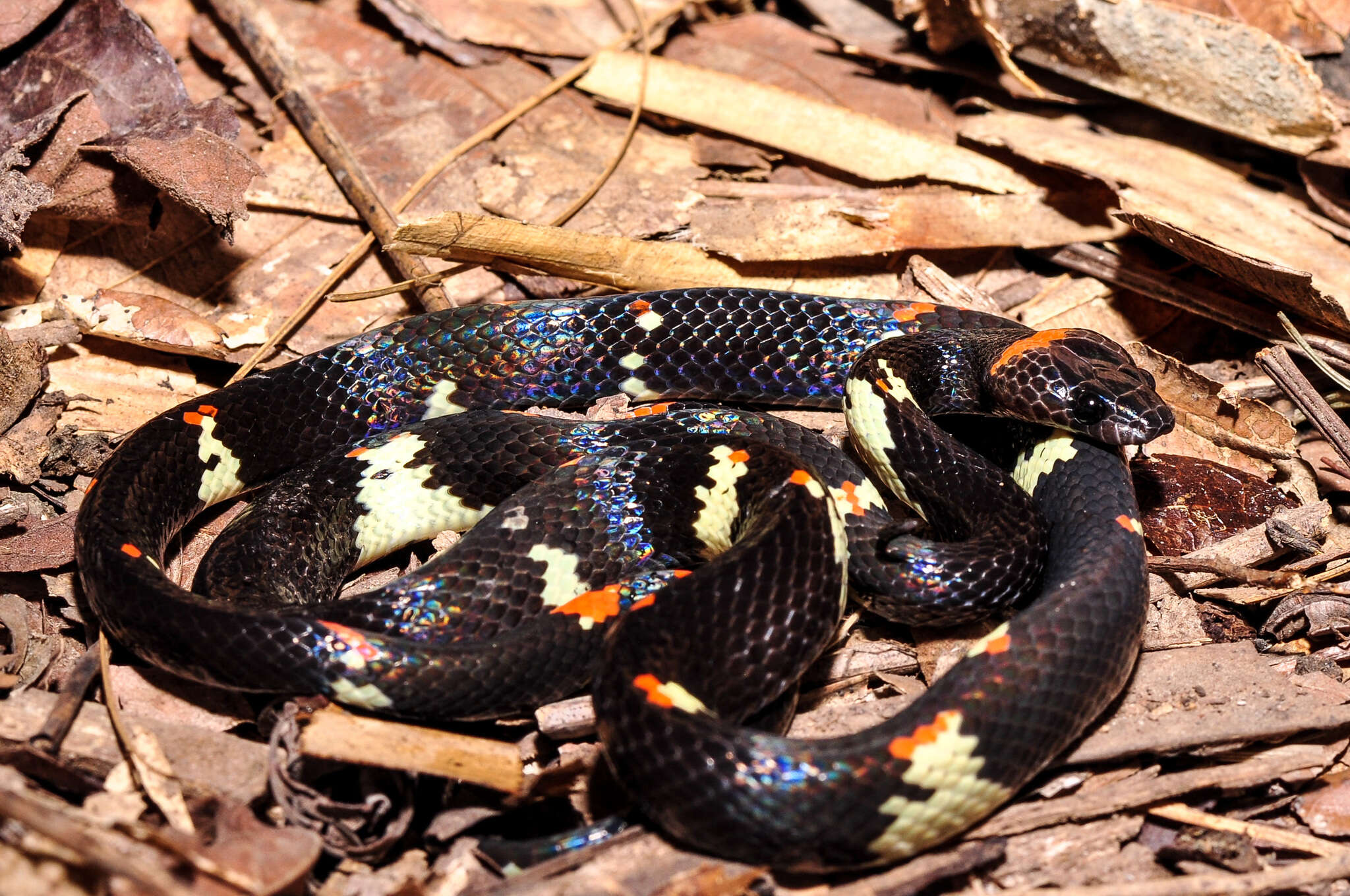 Image of Worontzow's Spotted Night Snake
