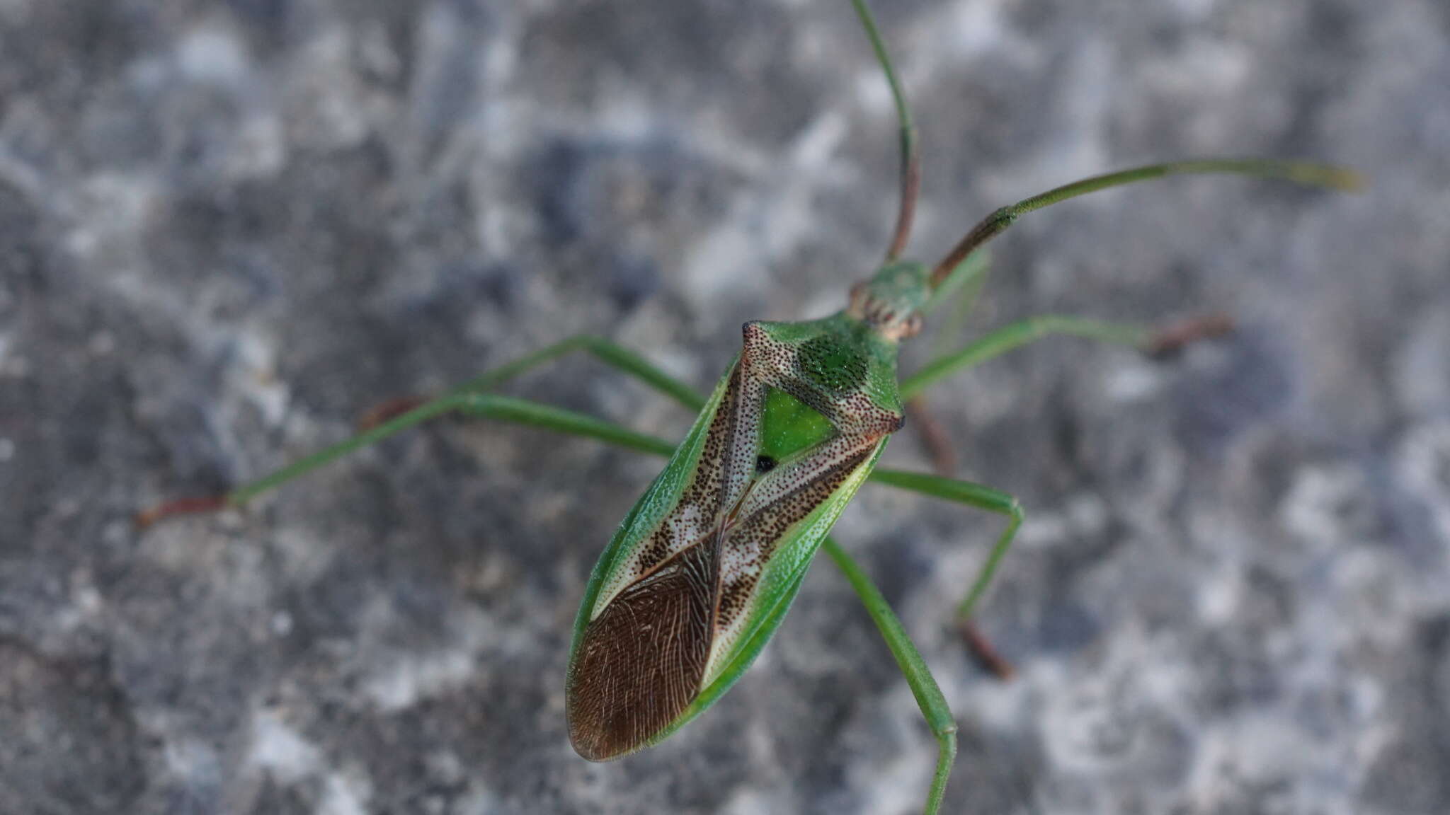 Image of Gonocerus longicornis Hsiao 1964