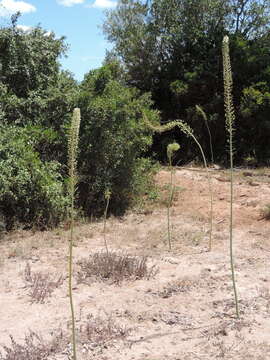 Image of Tall white squill