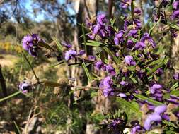 Hovea graniticola I. Thomps.的圖片