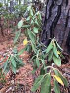 Imagem de Kalmia angustifolia subsp. carolina (Small) A. Haines