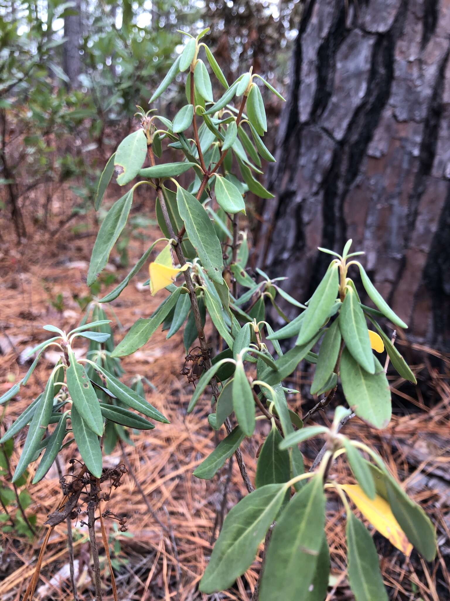 Image of Carolina-Laurel