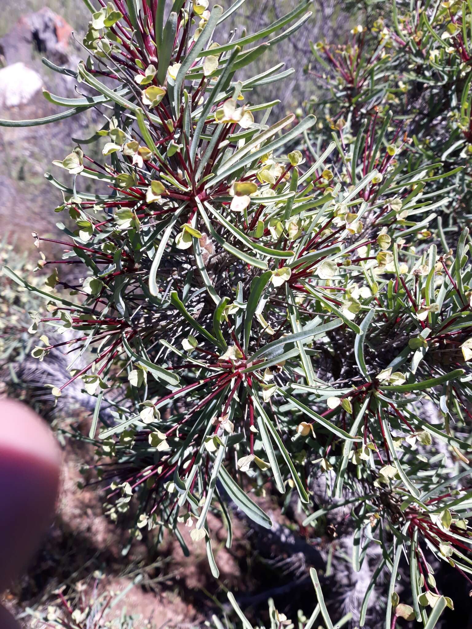 Image of Euphorbia loricata Lam.