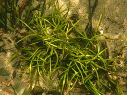 Image of Tennessee Quillwort