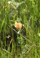 Image of tawny pea