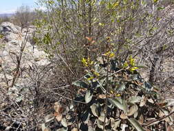 Image of Kalanchoe orgyalis Baker