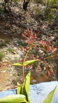 Image of Ixora platythyrsa Baker