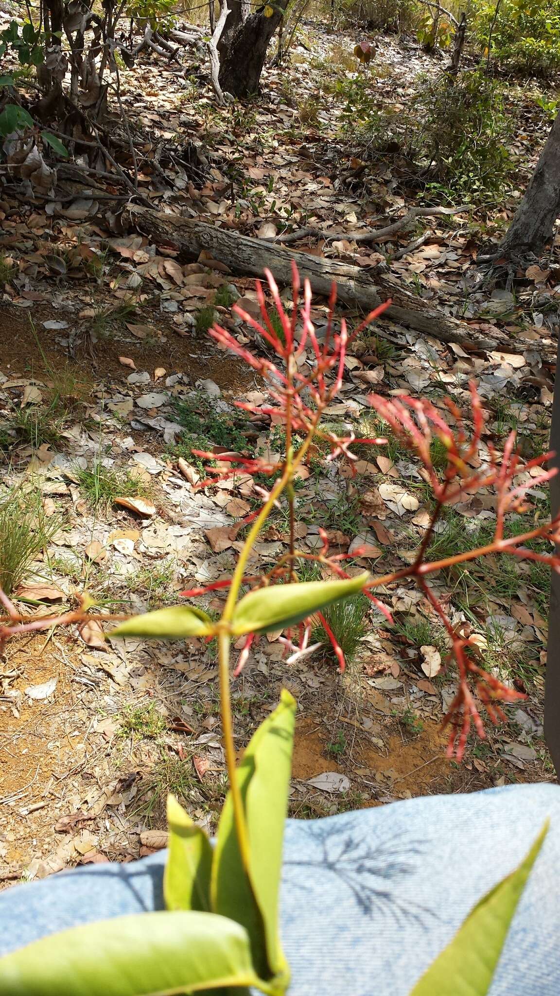 صورة Ixora platythyrsa Baker