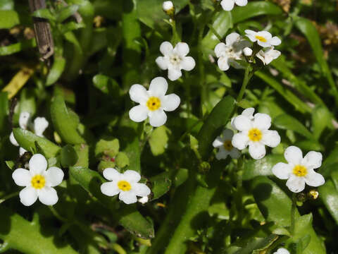 Image of artist's popcornflower