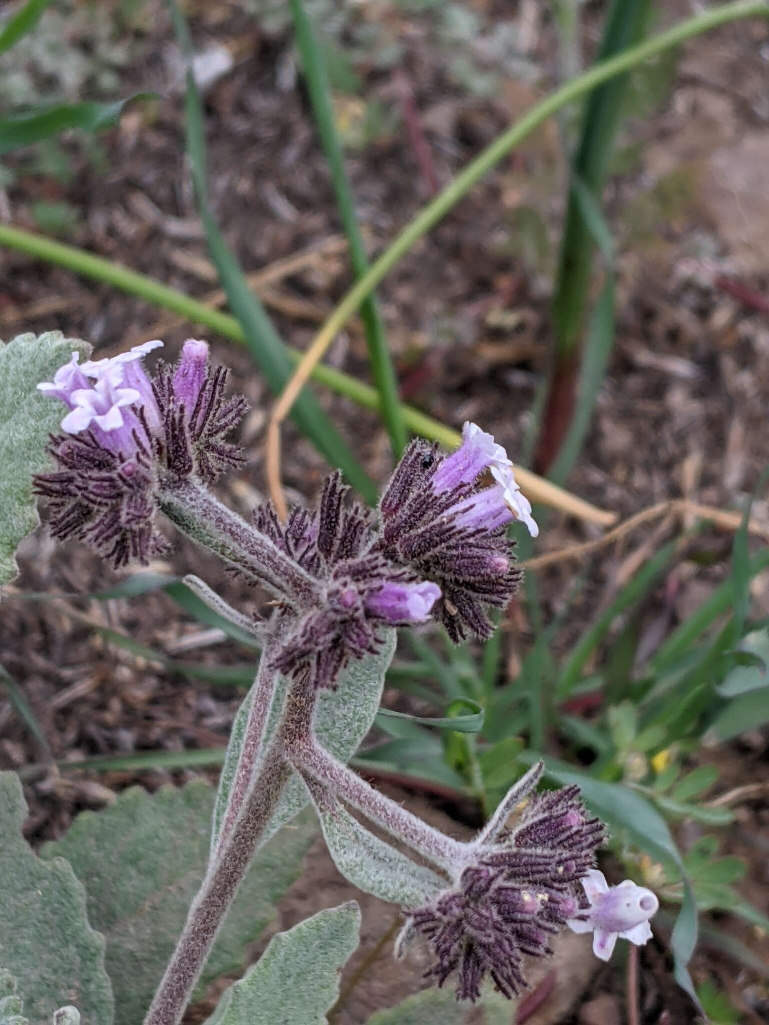 Imagem de Eriodictyon traskiae subsp. traskiae