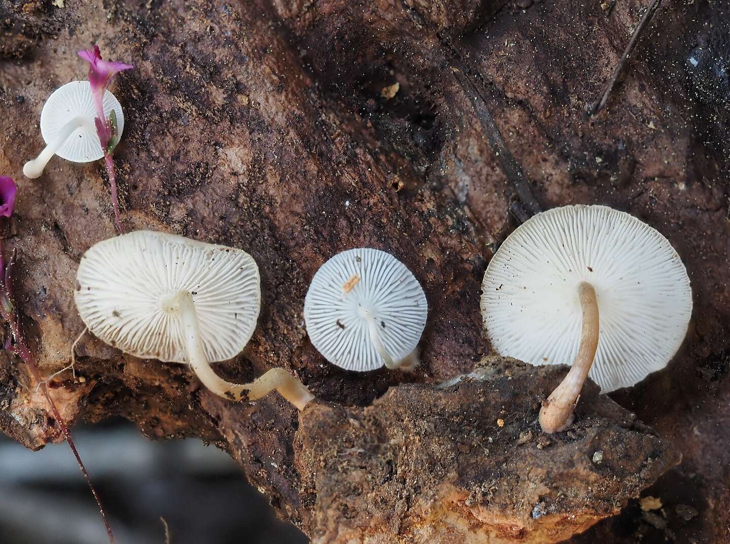 Plancia ëd Collybia bakerensis A. H. Sm. 1944