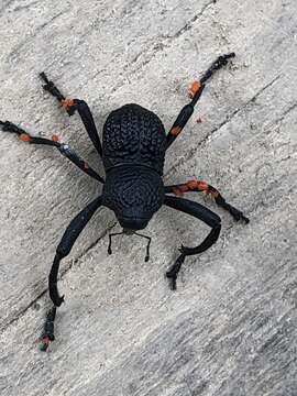 Image of Black tree weevil