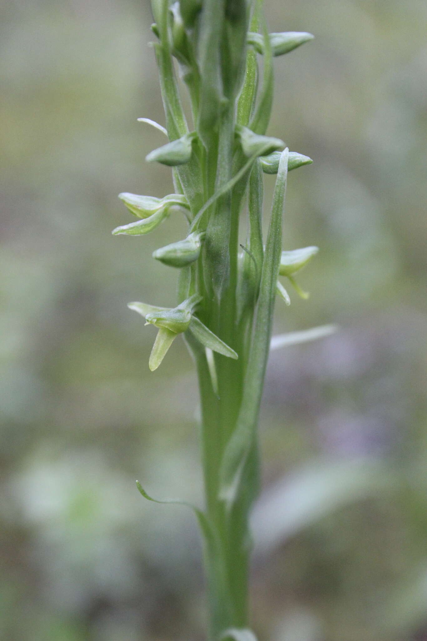 Слика од Coenoemersa volcanica (Lindl.) R. González & Lizb. Hern.