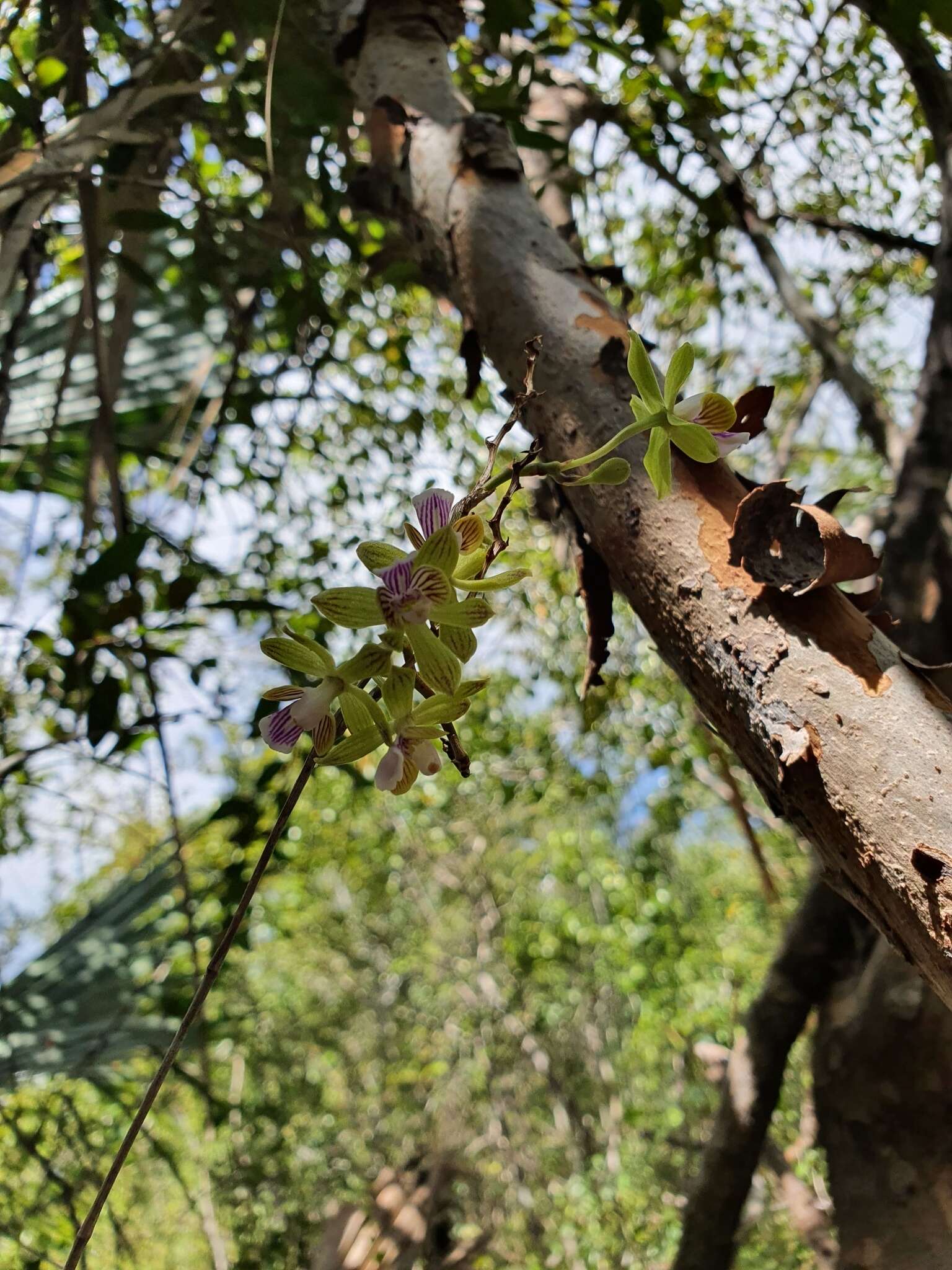 Image of Psychilis truncata (Cogn.) Sauleda