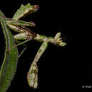 Image of Indian Flower Mantis