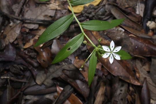 Image of Schelhammera multiflora R. Br.