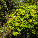 Image of Small Morning Glory