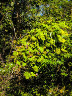 Image of Small Morning Glory