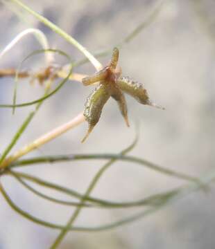 Image of Zannichellia palustris subsp. palustris