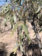 Image of Santalum lanceolatum R. Br.