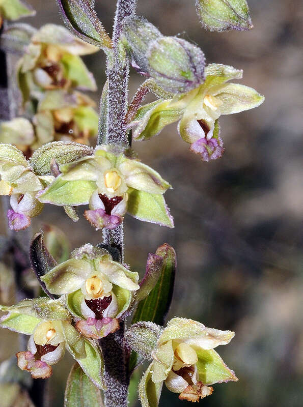 Imagem de Epipactis kleinii M. B. Crespo, M. R. Lowe & Piera