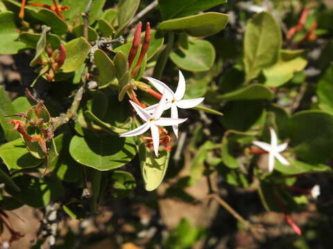 Image of Carissa edulis (Forssk.) Vahl