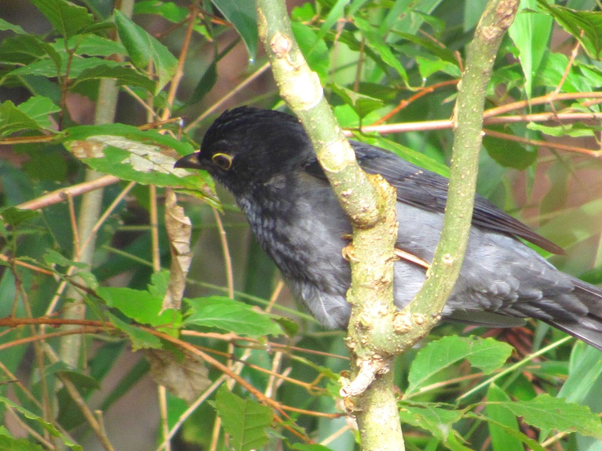 Image of Yellow-legged Thrush