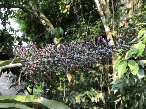 Sivun Aechmea mexicana Baker kuva