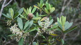 Image of Brachylaena glabra (L. fil.) Druce