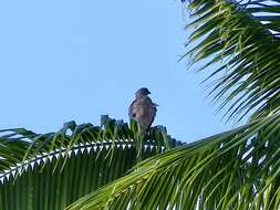 Image of Fiji Goshawk