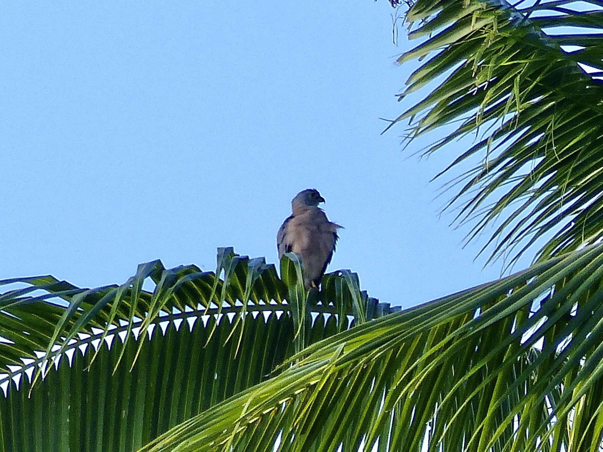 Image of Fiji Goshawk