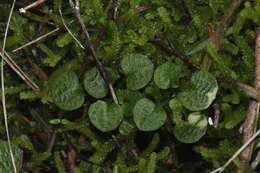 Image of Trowel leaved greenhood orchid