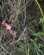 Diascia patens (Thunb.) Grant ex Fourc. resmi