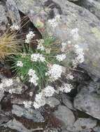 Plancia ëd Gypsophila uralensis Less.