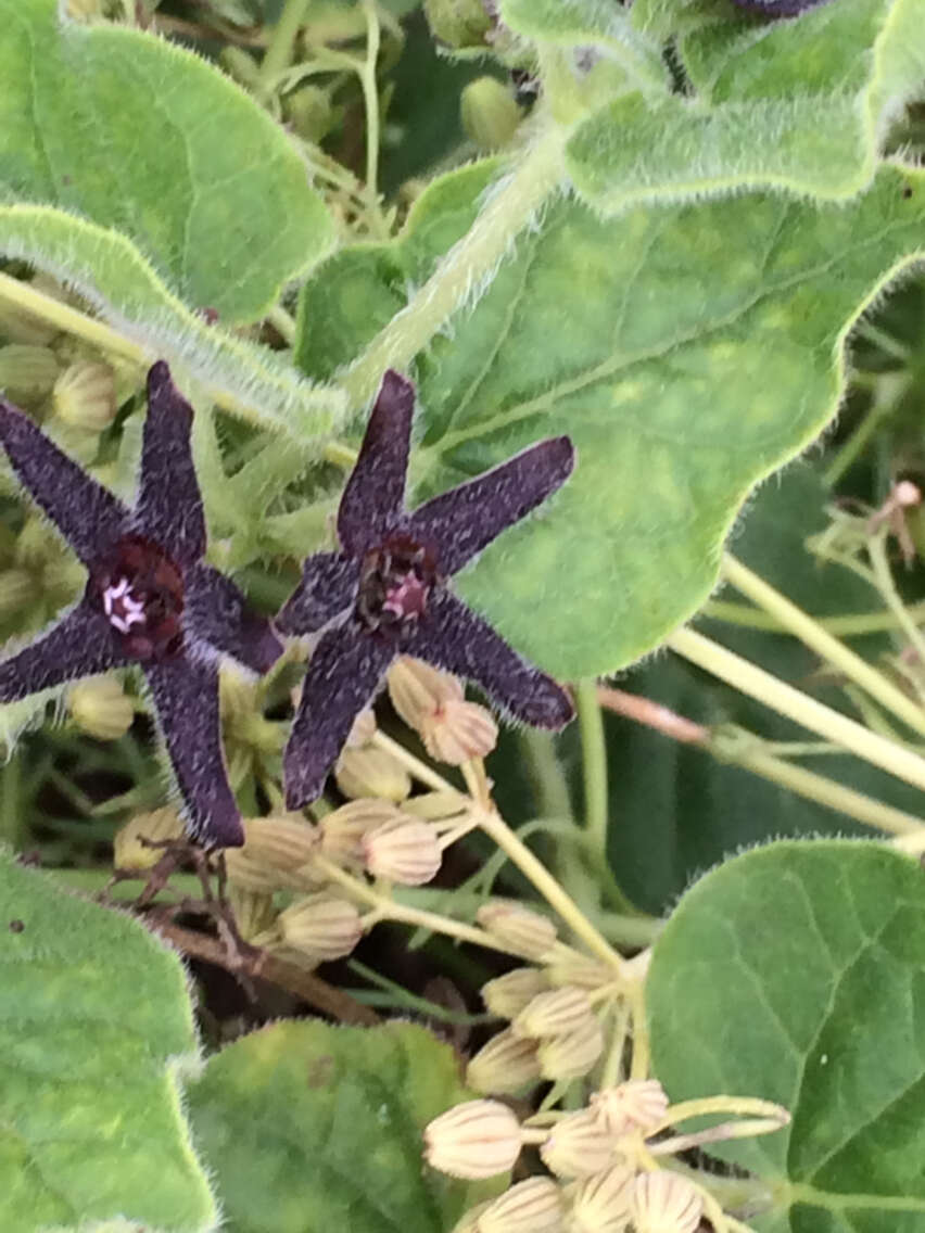 Image of star milkvine